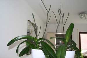 Как нарастить корни орхидеи в домашних условиях. советы для начинающих цветоводов.
