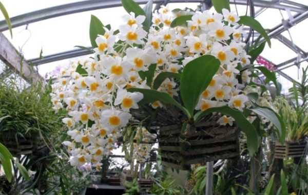 Орхидея дендробиум: уход в домашних условиях, фото, размножение, пересадка