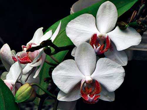 Орхидея дендробиум: уход в домашних условиях, размножение и пересадка