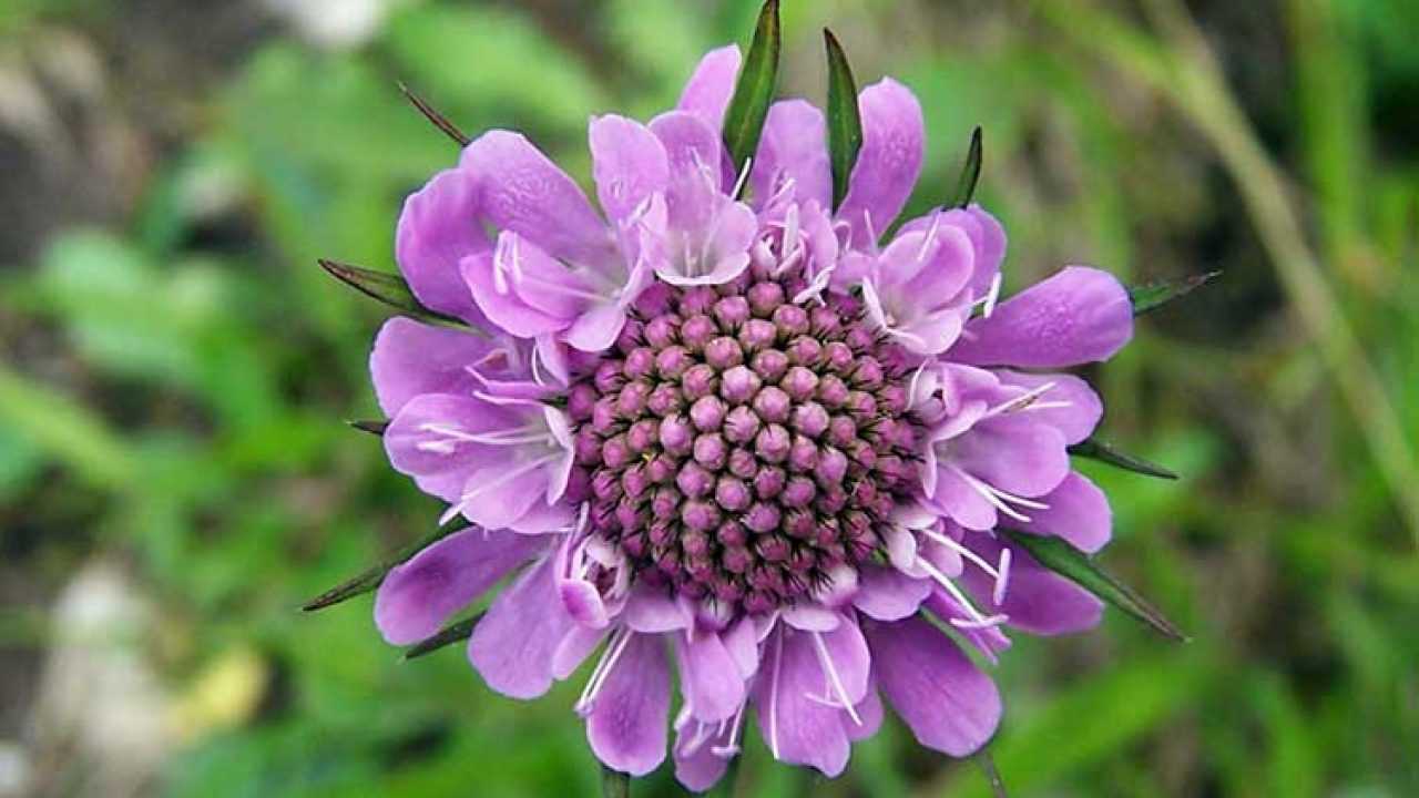 Цветы скабиоза: их фото, выращивание из семян, пурпурная и кавказская скабиоза