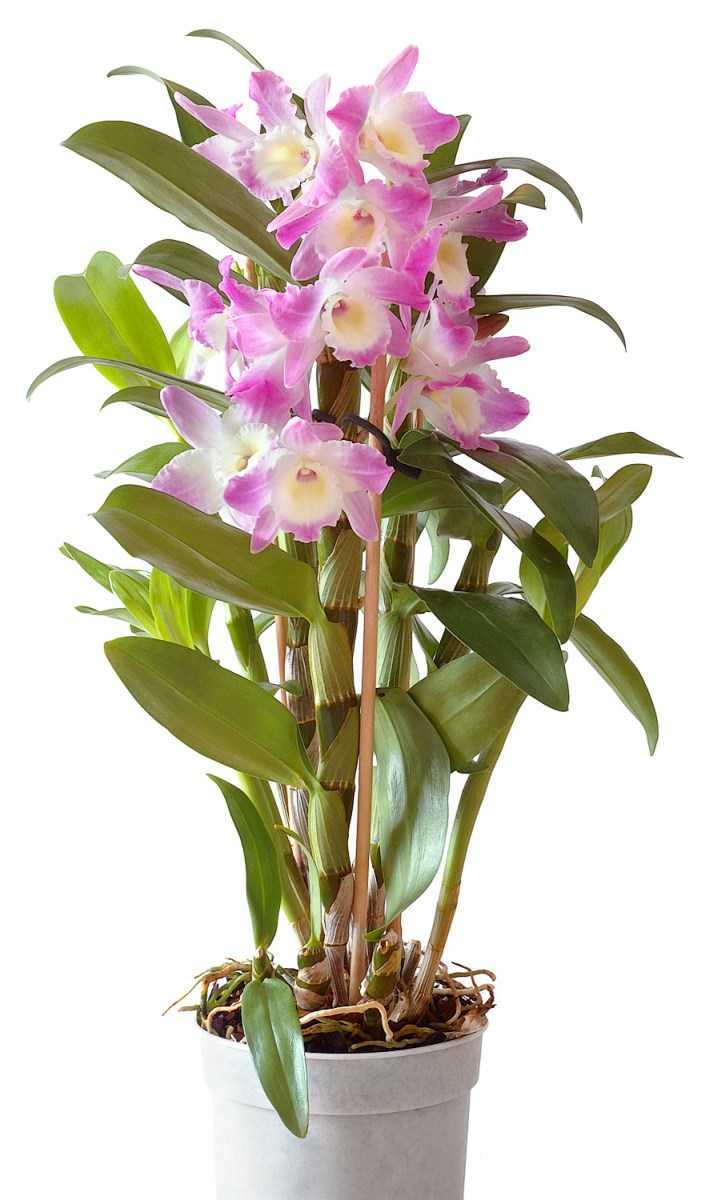 Интересные орхидеи с мелкими цветами: сорта и описания