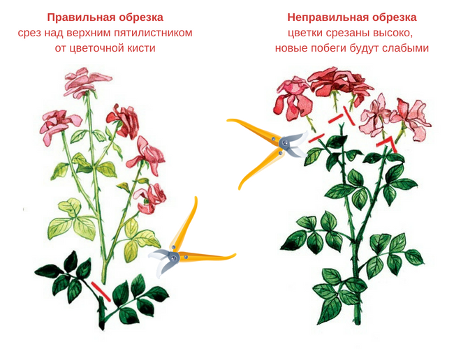 Обрезка кустовых роз после цветения: основные правила | мир садоводства