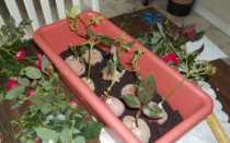 Комнатный цветок каладиум: фото и описание видов