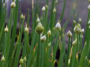 Лук-батун апрельский: выращивание из семян на подоконнике и в теплице, а также когда сажать, и как заставить быстро вырасти?