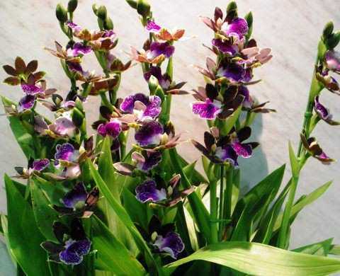 Орхидея зигопеталум: фото, уход в домашних условиях