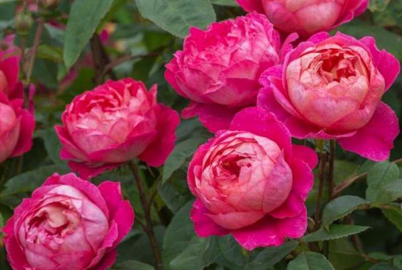 Лучшие сортовые цветы от дэвида остина: описание роз, плетистые разновидности