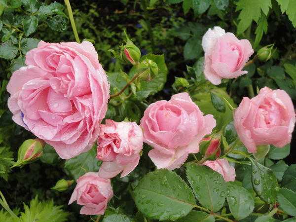 Самые неприхотливые и зимостойкие сорта роз