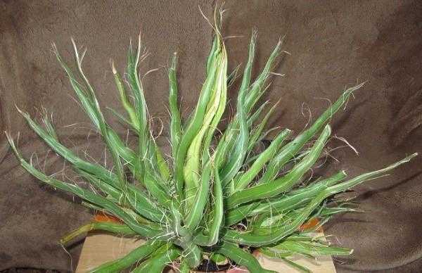 Уход за голубой агавой: это кактус или нет, выращивание и размножение растения