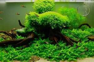 Аквариумное растение наяда: фото, описание и требования к содержанию