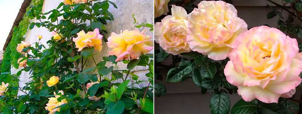 Классификация роз и строение розового куста - Проект "Цветочки" - для цветоводов начинающих и профессионалов