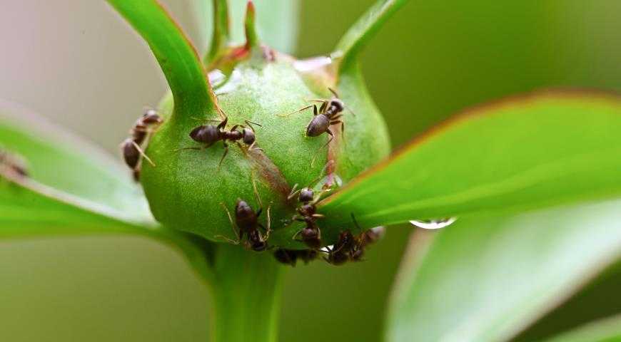 Болезни и вредители пионов (22 фото): описание и способы лечения. как избавиться от муравьев? почему цветы плохо растут? обработка от серой гнили