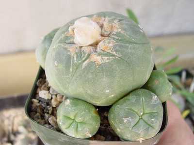 Клейстокактус - уход в домашних условиях, основные виды кактуса