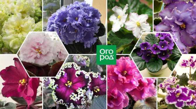 Цветы, которые неопытный флорист может перепутать с фиалками В чем заключается их сходство и различия, особенности каждого из видов цветов