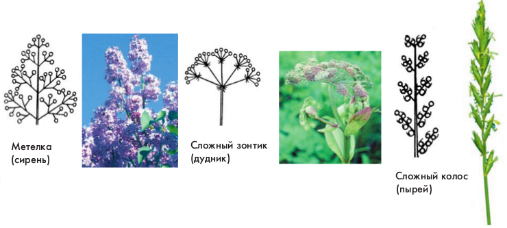 Многолетние цветы для дачи: названия, виды, фото (70 штук)