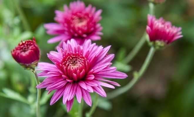 Как ускорить цветение хризантем - секреты успешного выращивания секреты пышного цветения | советы садоводам