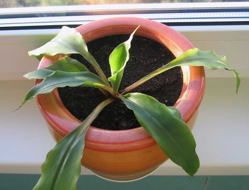 Хлорофитум (chlorophytum). правила ухода, выращивания. | floplants. о комнатных растениях