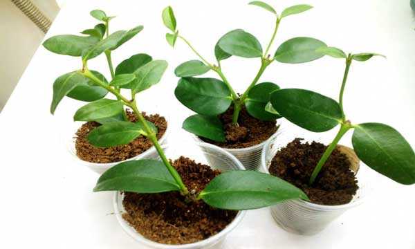 Растение карисса: уход в домашних условиях