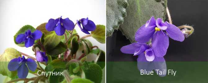 Комнатное растение сингониум: фото, описание цветка, уход в домашних условиях