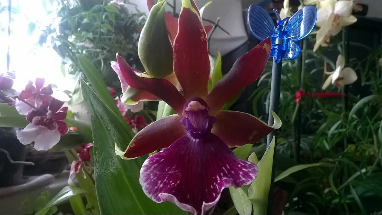 Орхидея зигопеталум: описание и уход в домашних условиях