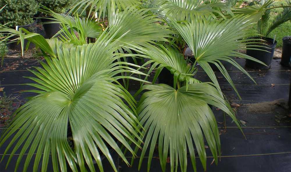 Ливистона – пальма для застенчивых цветоводов
