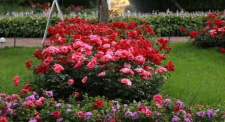 Бордюрные розы (35 фото): сорта с названиями и описаниями, особенности ухода и выращивания, посадка бордюрных роз в саду. как их обрезать и укрыть на зиму?