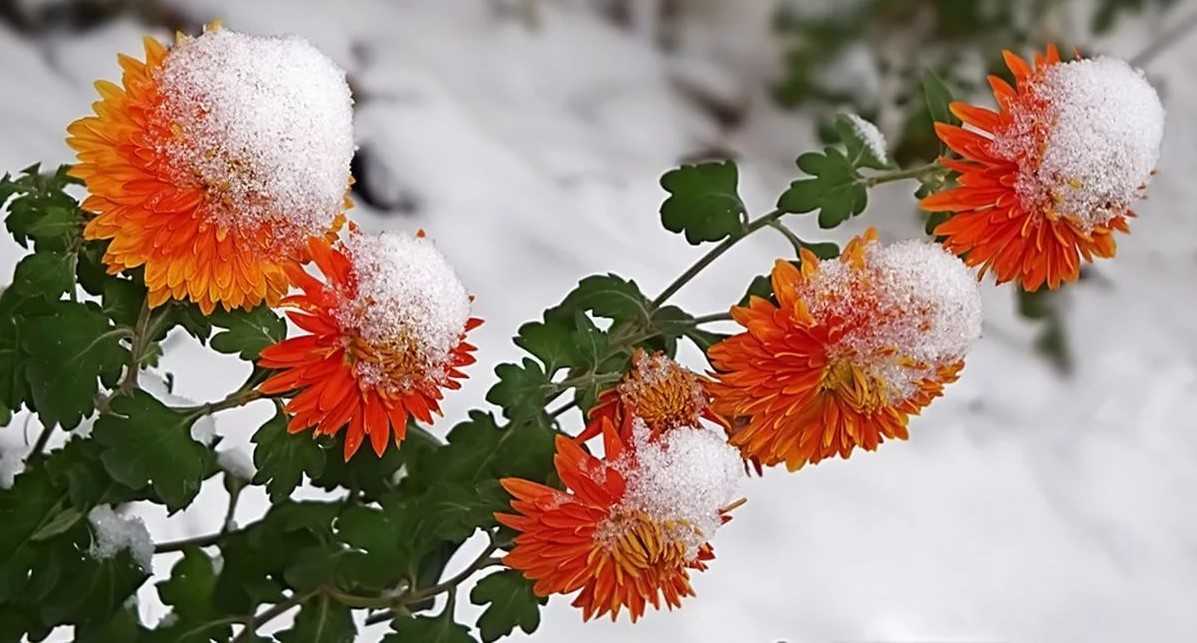 Как и чем укрывать хризантемы на зиму, секреты успешной зимовки, правильный уход за растениями