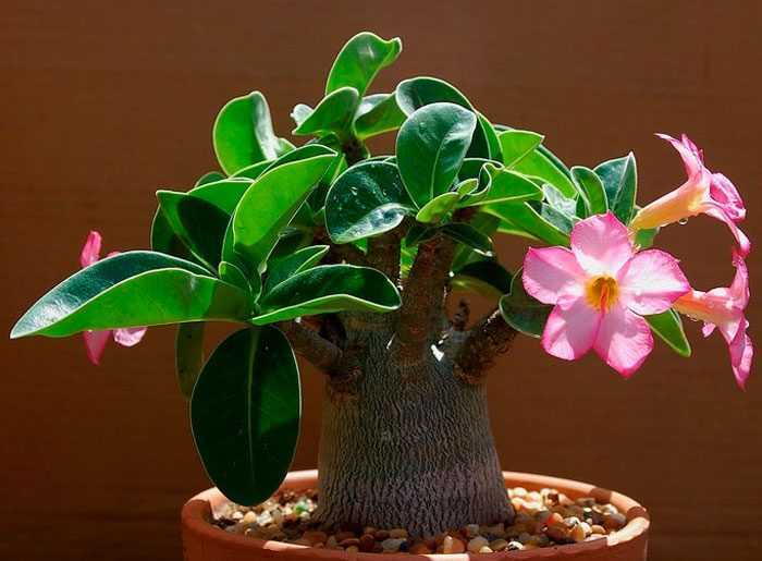 Адениум (53 фото): уход за цветком в домашних условиях, грунт для выращивания «розы пустыни» дома