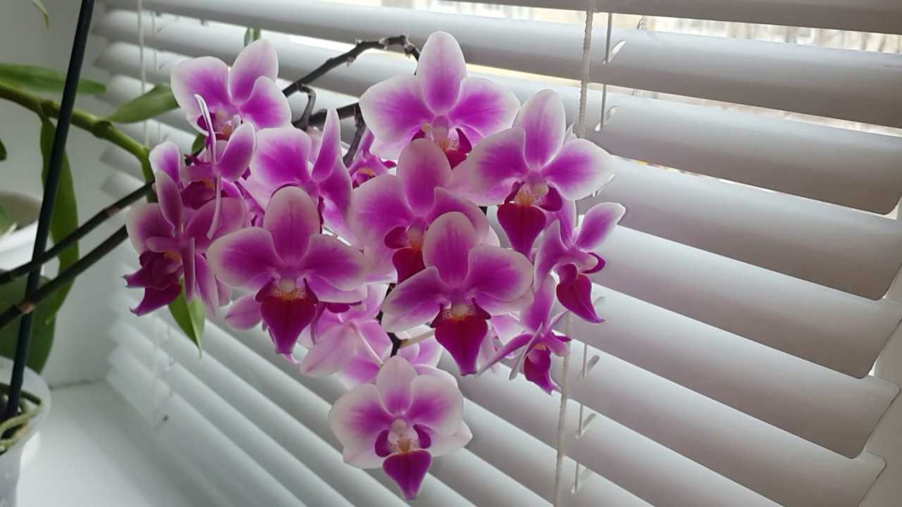 Какие есть виды орхидей по типу строения? описание каждой части цветка и ее роль в жизни растения