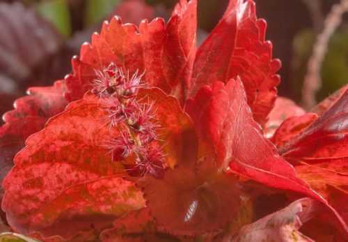 Разновидности цветка акалифа: южная, щетинистоволосистая, лисий хвост и хиспида