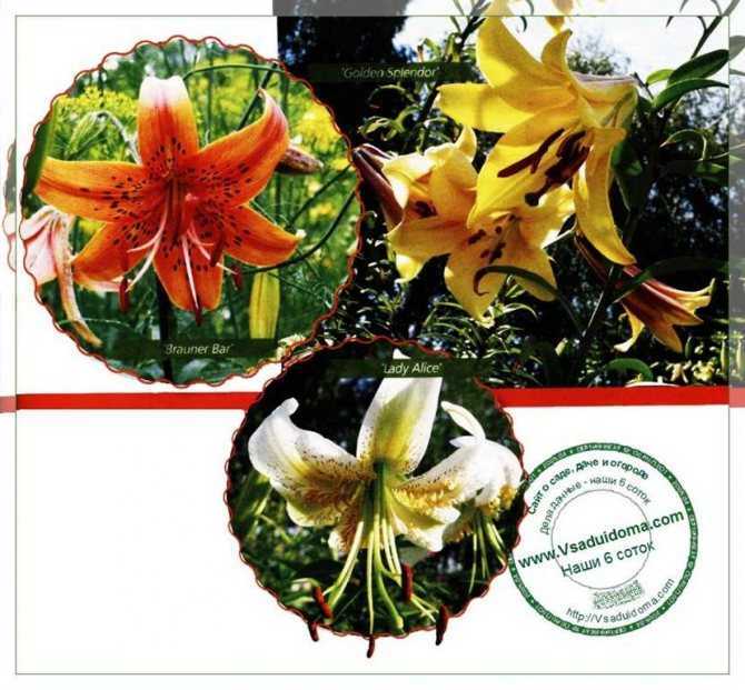 Домашний цветок комнатная лилия: описание с названиями и фото