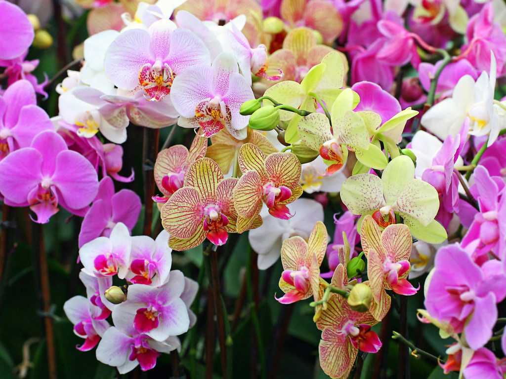 Субстрат для орхидей: состав правильного грунта