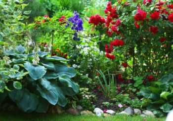Какие растения любят тень? самые тенелюбивые цветы для сада: целых 10 штук!