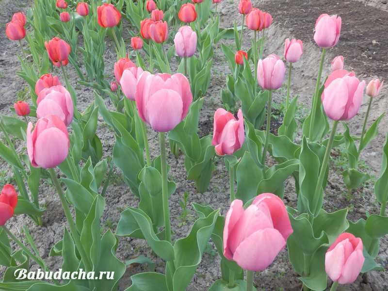 Уход за тюльпанами: полив, подкормка, рыхление грунта, пересадка и выкопка | огородники