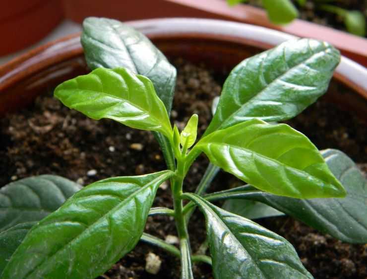 Кроссандра: об уходе и выращивании растения в домашних условиях