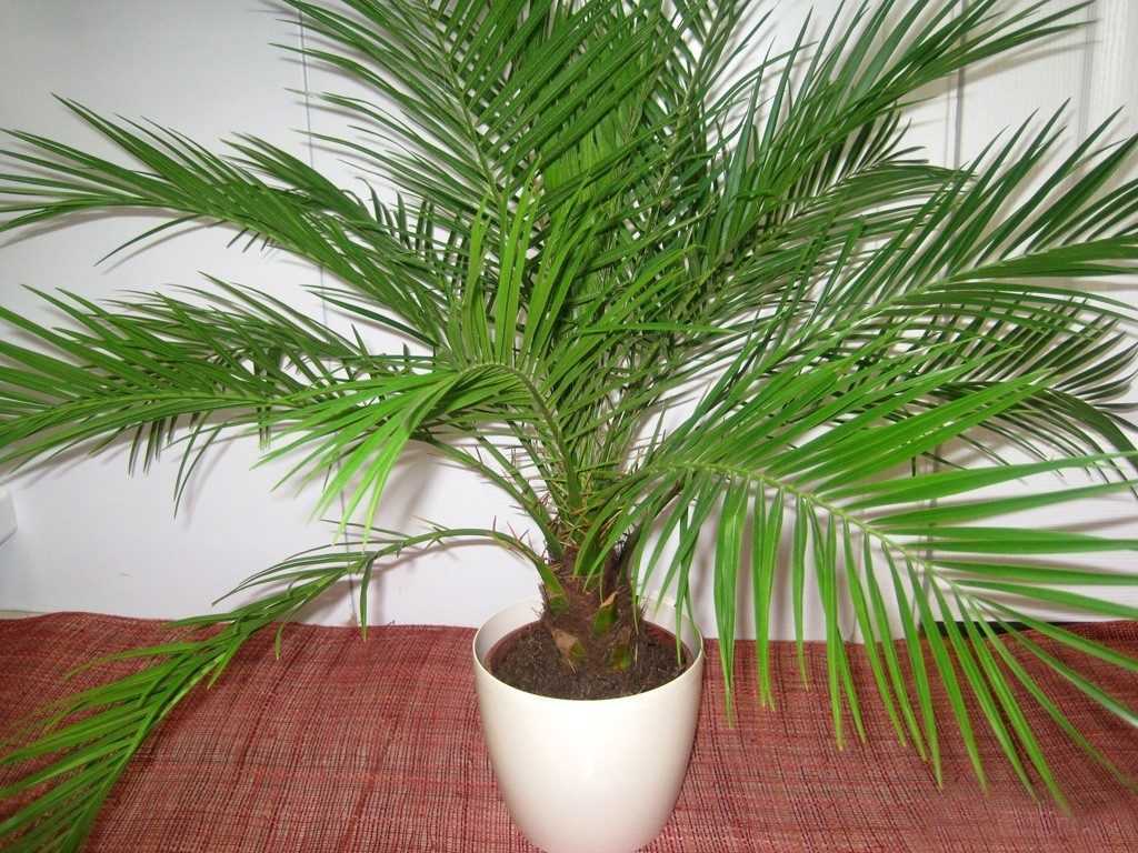 Домашняя пальма: суеверия и приметы. хорошо ли иметь дома пальму?