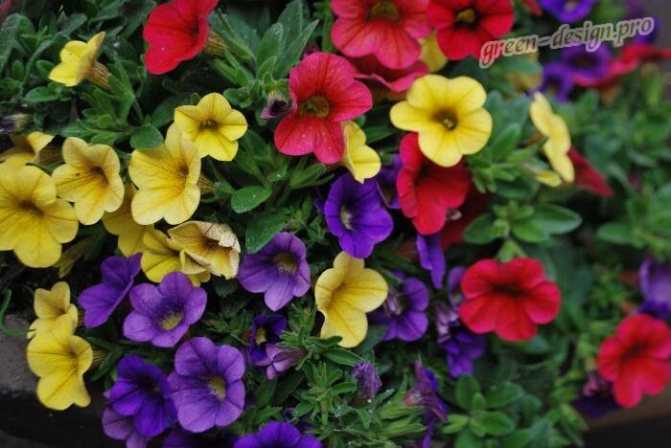 Калибрахоа: фото, посадка и уход за цветком в открытом грунте, выращивание из семян в домашних условиях, сорта