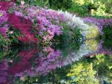 Теневыносливые растения: фото цветов и кустарников для сада и дома
