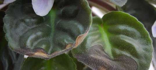 Сенполия (фиалка) - сорта, особенности ухода, размножение, проблемы выращивания