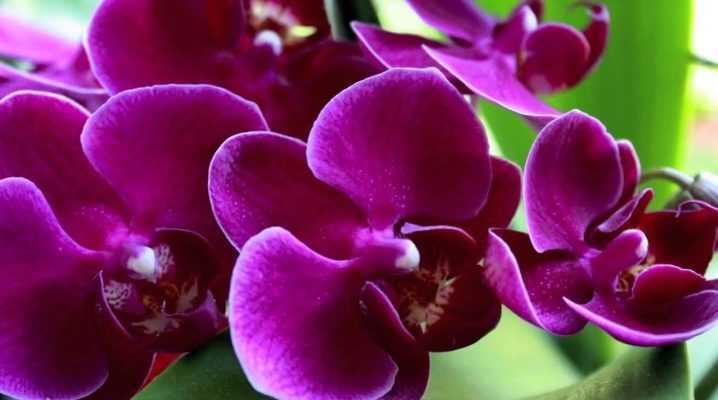 Разновидности орхидей, их фото и названия :: syl.ru