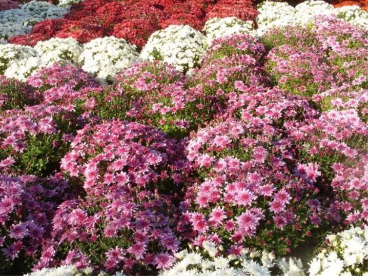 Подкормка хризантем: весной, осенью перед и во время цветения