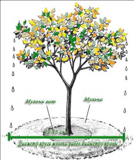 Какие растения можно посадить под деревьями в саду — секреты цветоводов