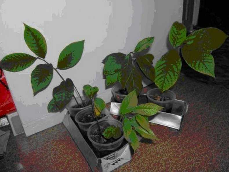 Выращивание азимины или как приручить банановое дерево