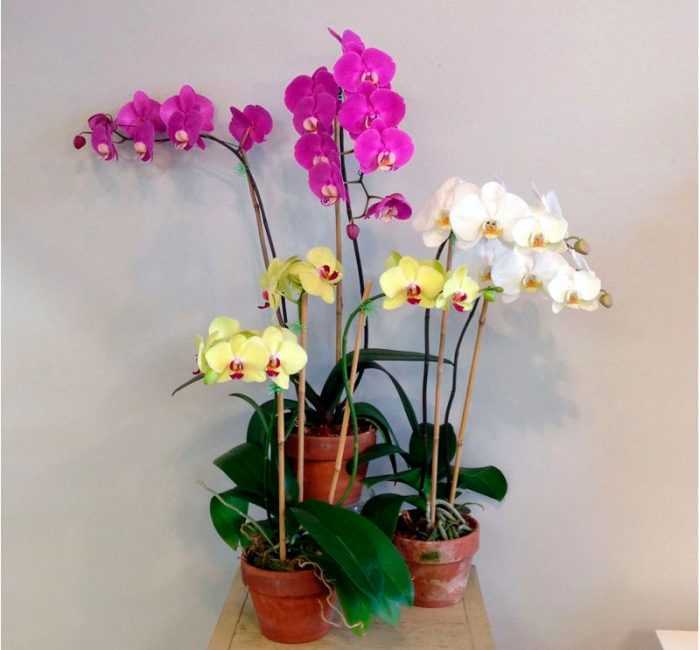 Как правильно пересадить орхидею фаленопсис в домашних условиях: пошаговое фото, видео