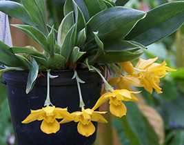 Орхидея мильтония: уход в домашних условиях, виды, пересадка