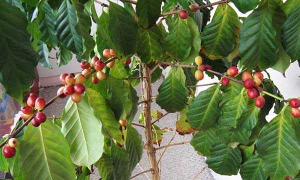 Кофейное дерево: фото, уход, размножение и пересадка