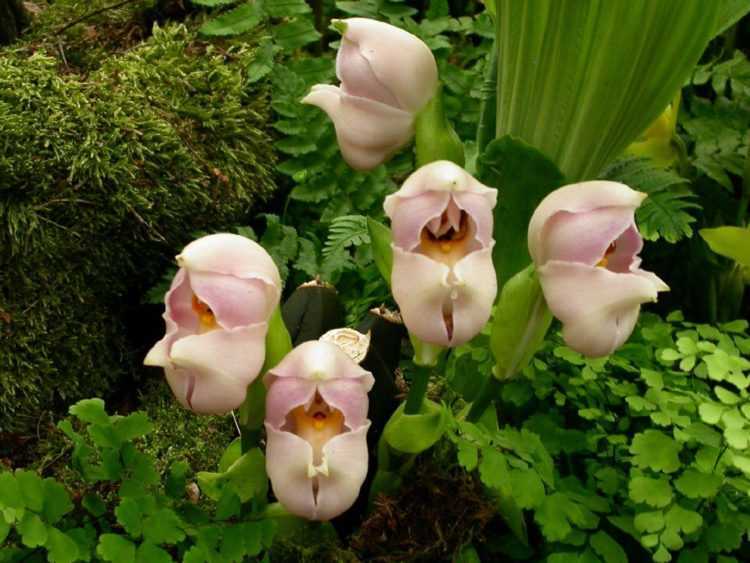 Орхидея одонтоглоссум: уход в домашних условиях, пересадка