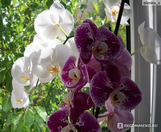 Орхидея плейоне: уход и выращивание в домашних условиях и в саду. советы для начинающих цветоводов