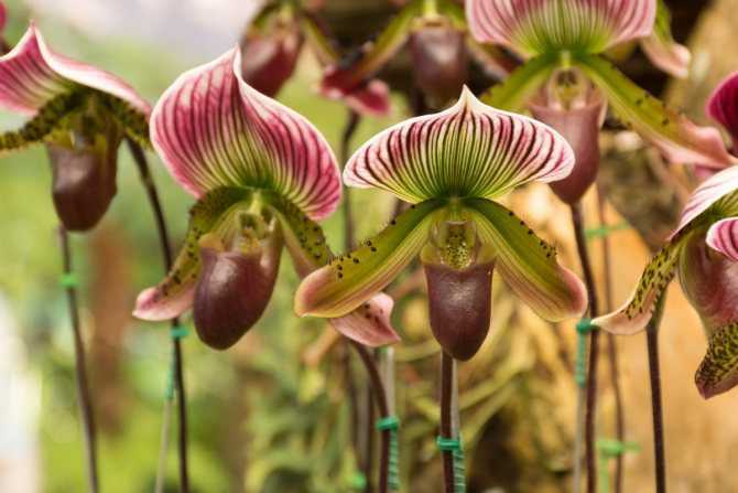 Орхидея венерин башмачок (пафиопедилум) - фото и описание сорта, видео, интересная разновидность туфелька ротшильда, лохматая (наиволосистейший)