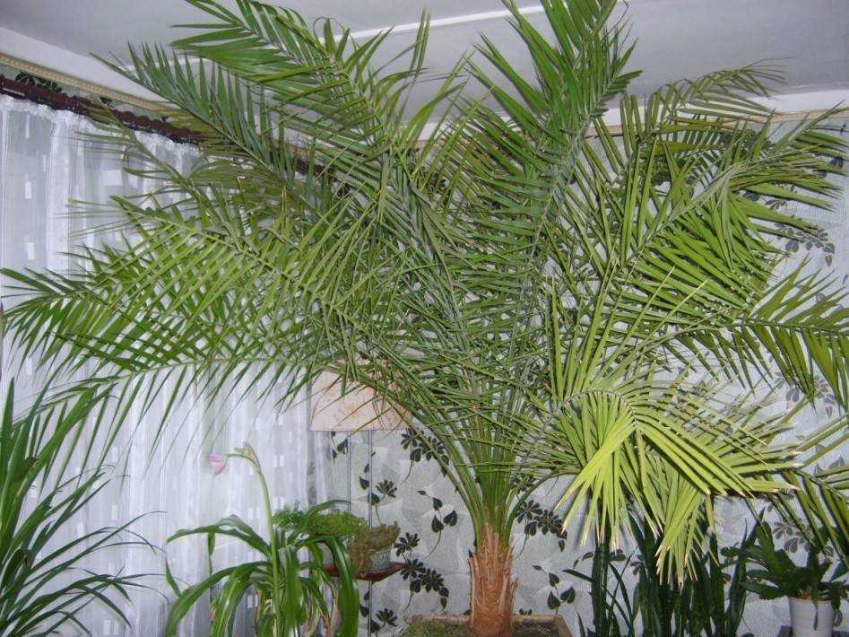 Цикас: выращивание, размножение и уход за пальмой