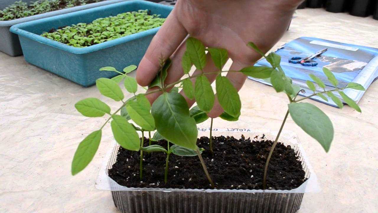 Кобея лазающая выращивание из семян в домашних условиях, открытом грунте
